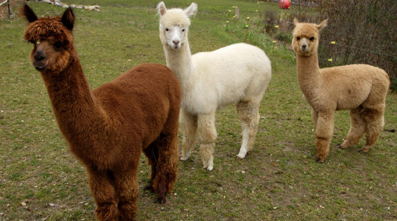 Alpaca Alpaca